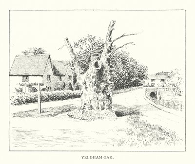 Chêne de Yeldham - Duncan Moul