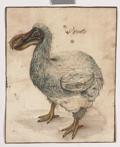 Un Dodo - Dutch School