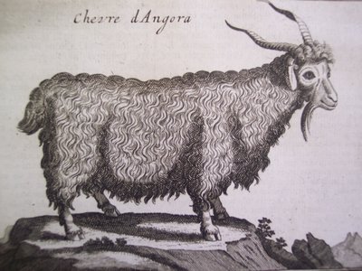 Chèvre d