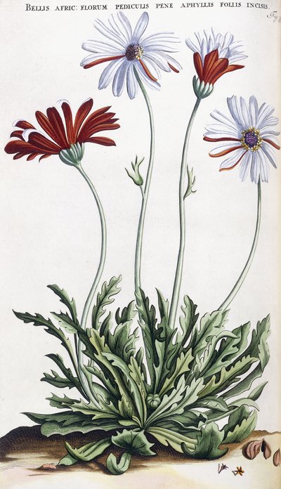 Bellis Afric: ... - Dutch School