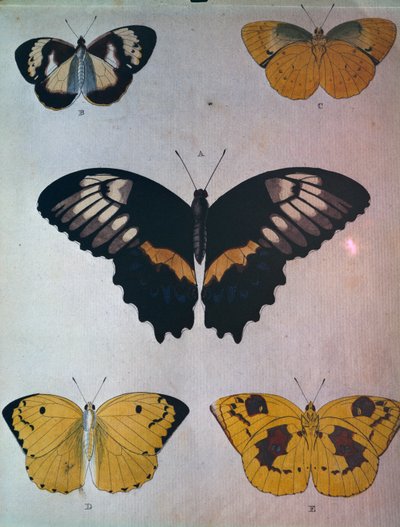 Papillons - Dutch School