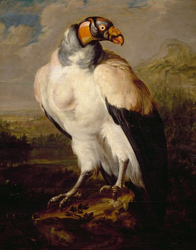 Vautour royal - Dutch School