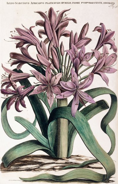 Lillio-Narcissus, 1697-1701 - Dutch School