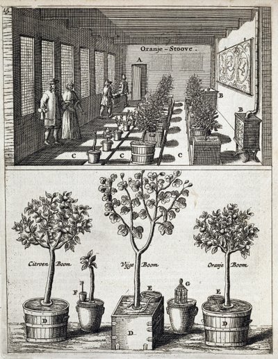Orangerie, de De Nederlandze Hesperides par Jan Commelin, publié en 1676 - Dutch School