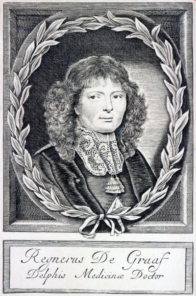 Regnier de Graaf, vers 1670 - Dutch School