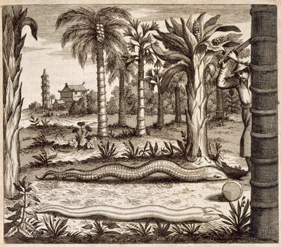 Le serpent de pierre, de China Illustrated par Athanasius Kircher (1601-80) 1667 - Dutch School