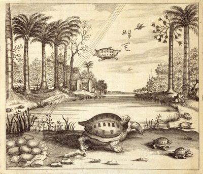 Éclosion des œufs de tortue, de China Illustrated par Athanasius Kircher (1601-80) 1667 - Dutch School