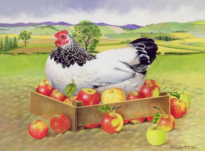Poule dans une boîte de pommes, 1990 - E.B. Watts