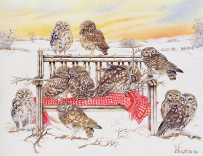 Petits hiboux sur un banc de brindilles, 1999 - E.B. Watts