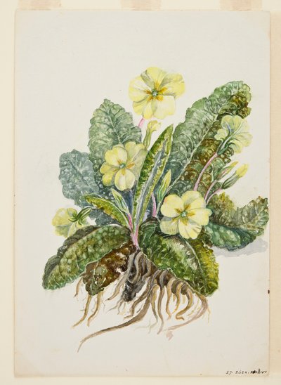Primula vulgaris Huds Primevère - EF Crowley