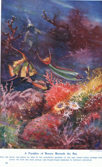 Un paradis de beauté sous la mer, illustration de 