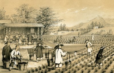 Culture et préparation du thé, Chine, 1847 - E Gilks