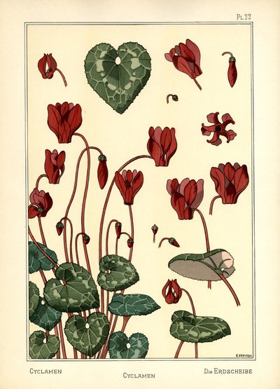 Le Cyclamen - E. Hervegh