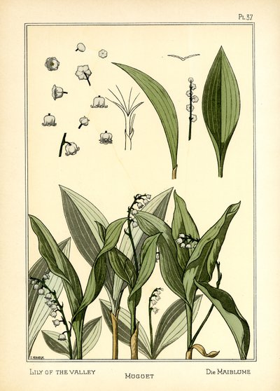 Le Muguet - E. Hervegh