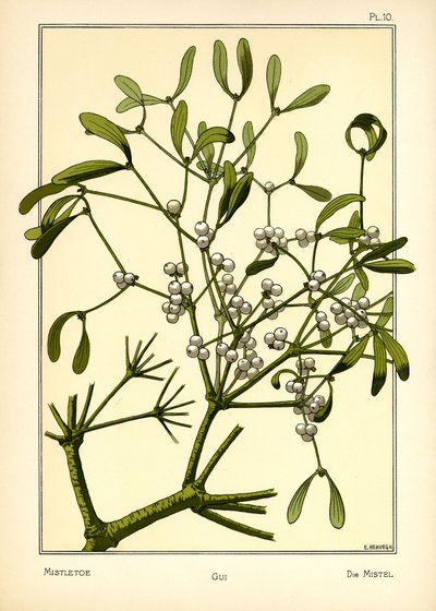 Le gui - E. Hervegh