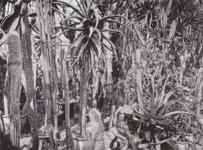 Jardins de Kew, vers 1900 (photo n/b) - E. J. Wallis