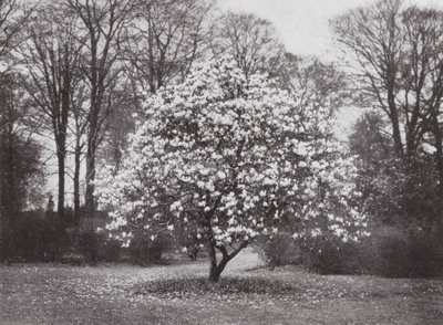 Kew Gardens, vers 1900 (photo en noir et blanc) - E. J. Wallis