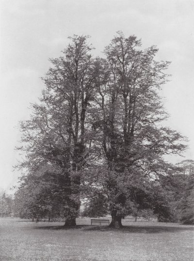 Jardins de Kew, vers 1900 - E. J. Wallis
