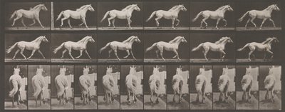 Locomotion animale. Une enquête électro-photographique des phases consécutives des animaux - Eadweard Muybridge