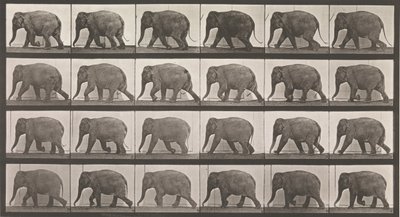 Locomotion animale. Une enquête électro-photographique sur les phases consécutives de l