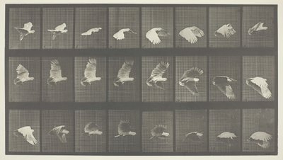 Locomotion animale, Planche 758, 1887 - Eadweard Muybridge