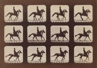 Attitudes des animaux en mouvement - Eadweard Muybridge