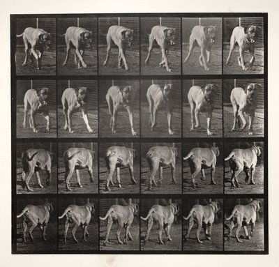 Dread Trotting, 1887 - Eadweard Muybridge