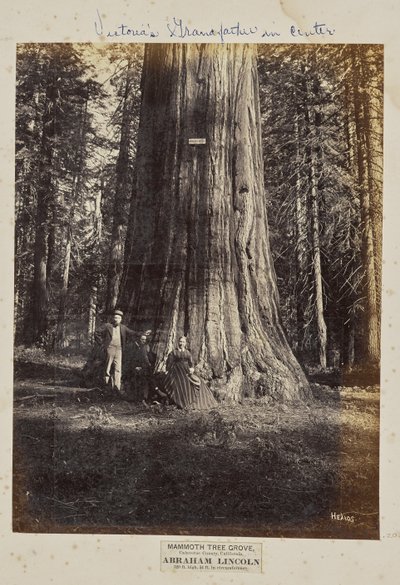 Mammoth Tree Grove, comté de Calaveras, Californie. Abraham Lincoln. 320 pieds de haut, 54 pieds de circonférence - Eadweard J. Muybridge