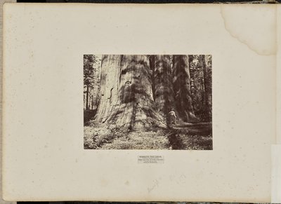 Mammoth Tree Grove, comté de Calaveras, Californie. Le groupe des sorcières de Salem. Hauteur moyenne de 300 pieds, circonférence de 65 pieds. - Eadweard J. Muybridge