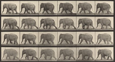 Numéro de plaque 733. Éléphant marchant, 1887 - Eadweard Muybridge