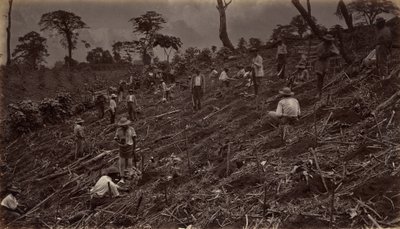 Plantation de café à Antigua de Guatemala, 1875, publié en 1877 - Eadweard Muybridge
