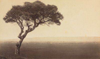 Paysage sans Titre près de Watsonville, Californie, vers 1879 - Eadweard Muybridge