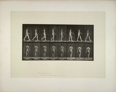 Locomotion animale: pelvis mâles tissu, 1887. - Eadweard Muybridge