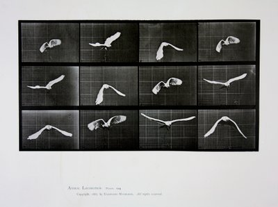 Oiseau en vol, planche 762 de 
