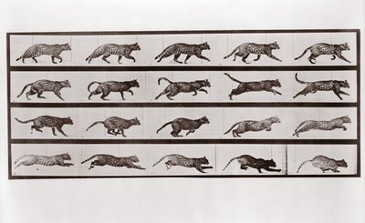 Chat trottant et galopant, Planche 717 de Animal Locomotion, 1887 - Eadweard Muybridge