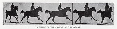 Eadweard Muybridge : Une phase du galop du cheval (photo n/b) - Eadweard Muybridge