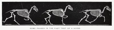 Eadweard Muybridge : Quelques phases du trot rapide d