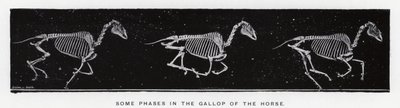 Quelques phases du galop du cheval - Eadweard Muybridge