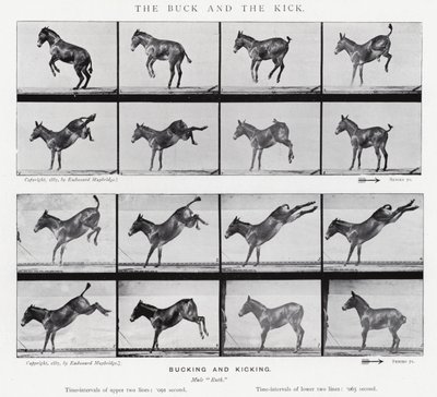 Eadweard Muybridge : Le Coup de Pied et le Coup de Sabot - Eadweard Muybridge