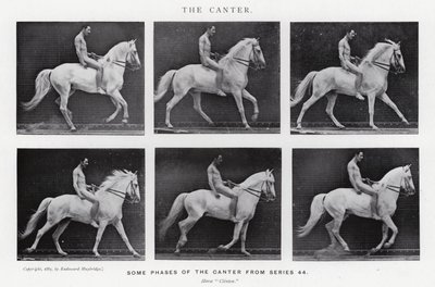 Eadweard Muybridge : Le Petit Galop - Eadweard Muybridge