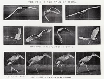 Eadweard Muybridge : Le Vol et la Marche des Oiseaux (photo n/b) - Eadweard Muybridge