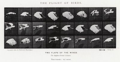 Le Vol des Oiseaux - Eadweard Muybridge