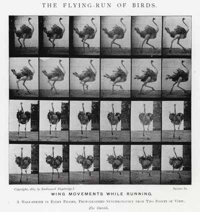 Eadweard Muybridge : La Course Volante des Oiseaux (photo n/b) - Eadweard Muybridge