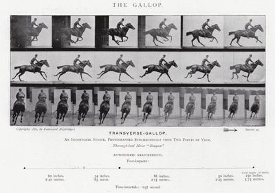 Eadweard Muybridge : Le Galop - Eadweard Muybridge