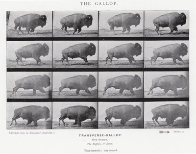 Eadweard Muybridge : Le Galop - Eadweard Muybridge
