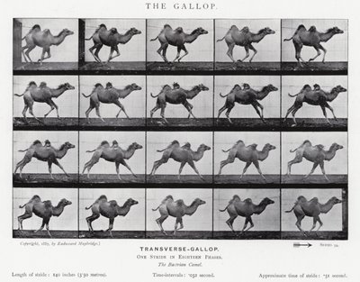 Eadweard Muybridge : Le Galop - Eadweard Muybridge