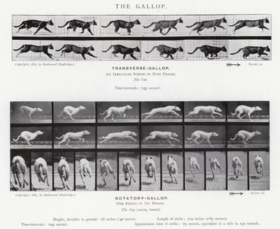 Le Galop - Eadweard Muybridge