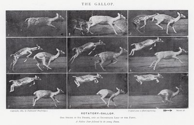 Eadweard Muybridge : Le Galop (photo n/b) - Eadweard Muybridge