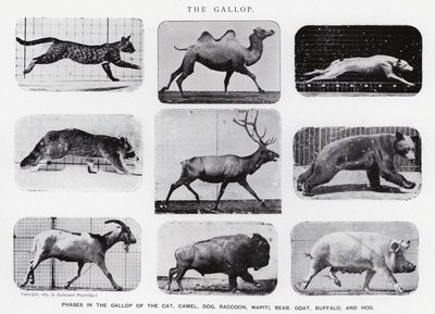 Eadweard Muybridge : Le Galop (photo n/b) - Eadweard Muybridge
