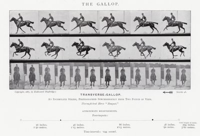 Eadweard Muybridge : Le Galop - Eadweard Muybridge